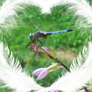 Meet your Posher, Anne